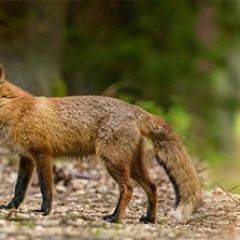 Кухонный фартук Фауна 005 МДФ матовый (3000) Fauna в Казани - kazan.mebel24.online | фото