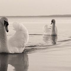 Кухонный фартук Фауна 029 МДФ матовый (3000) Fauna в Казани - kazan.mebel24.online | фото