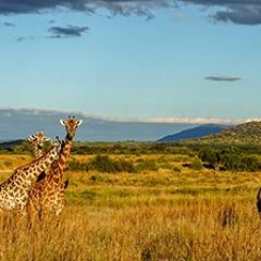 Кухонный фартук Фауна 061 МДФ матовый (3000) Fauna в Казани - kazan.mebel24.online | фото